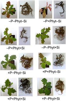 Silicon modifies leaf nutriome and improves growth of oak seedlings exposed to phosphorus deficiency and Phytophthora plurivora infection